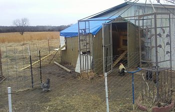 My Coop: Green House Turned Chicken House