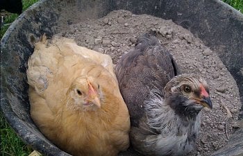 dust-bathing-chickens.jpg