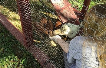 How I Found and Created My Chicken Flock and Coop.