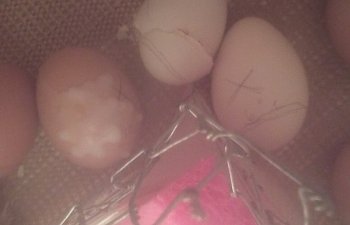 Ebay Eggs #4 (update)