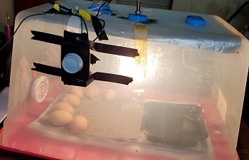 Home-made incubator is KILLING it!!! In a good way