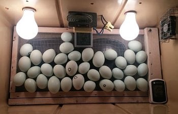 coolerbator best incubation hatching eggs chicks.JPG
