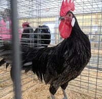 Andalusian, Blue rooster.jpg