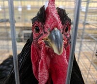 Cochin, LF Black rooster up close and personal.jpg