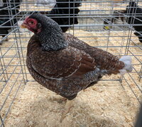 Cornish Game, Blue Laced Red hen.jpg