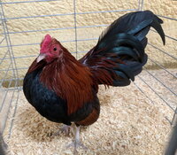 OEGB, Black Breasted Red cock.jpg