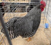 Plymouth Rock, Barred bantam rooster.jpg