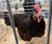 Rhode Island Red LF hen.jpg