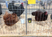 Rhode Island Red production and show quality side by side.jpg