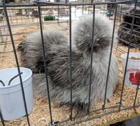 Silkie, SIlver hen.jpg