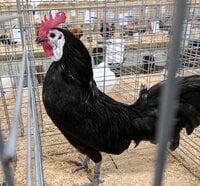 Spanish, White Faced Black rooster.jpg