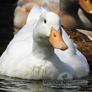 McMurrayHatchery-Jumbo-Pekin-Duck.jpg