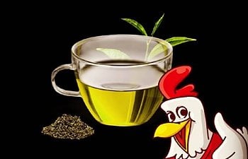 Green Tea : Awesome & Powerful Benefits For Chickens