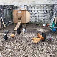 Ramsey chickens and coop.jpg