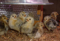 7 chicks may 11.jpg