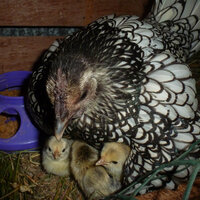 Moonshine's chicks 1st look out.jpg