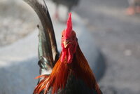 Observations of "wild" chickens in Key West, Florida