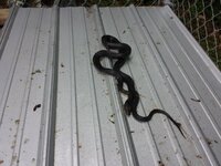 black-snake-02.jpg