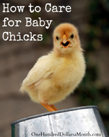 How to raise chicks.