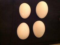 Misshaped or odd-shaped eggs