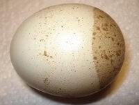 Lack of pigment or uneven pigmentation on eggshells