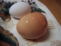 Slab sided or flat-sided egg