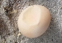 Soft shell eggs