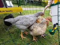 All 4 hens.29.jpg