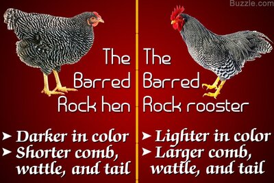 1200-610548-barred-rock-rooster-from-hen.jpg