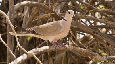 Accounts on the behavior and identification of various North American doves commonly found in captivity-( Zenaida and Streptoplia)