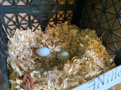 06-28_CoopNestBox-EGGS.jpg