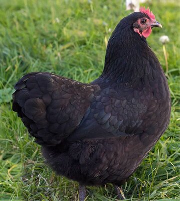 australorp.jpg