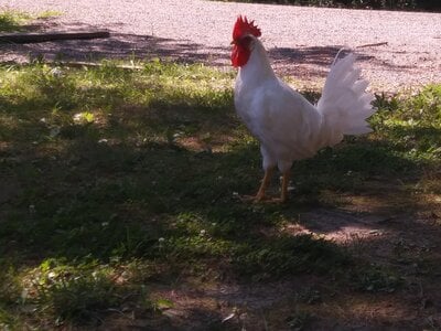 Why every pet chicken keeper should have a rooster flock.