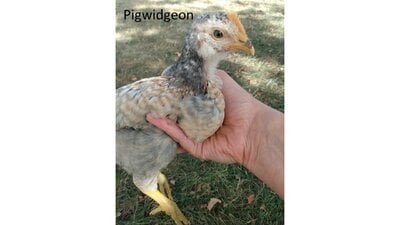 Pigwidgeon.jpg