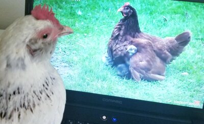 15 Ways to Avoid Becoming a Chicken Couch Potato