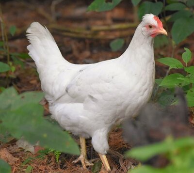 sapphire pullet.JPG