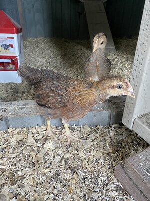 Alchemist Farm chicks Breed/Sex? | BackYard Chickens - Learn How to Raise  Chickens