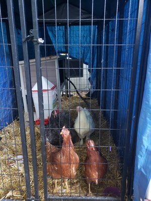 Winterizing in Illinois - coop heaters and other questions | BackYard  Chickens - Learn How to Raise Chickens