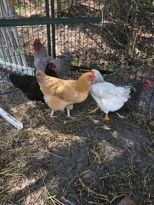 Taming and Keeping Roosters