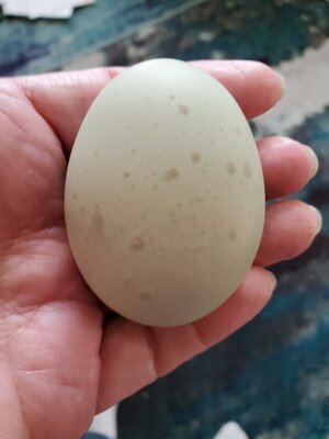 Koraline Egg.jpg