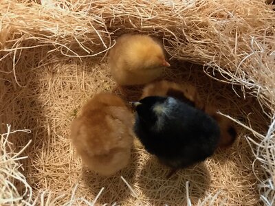 How to Make a Brooder on The Cheap