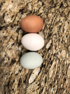 Eggs.jpg