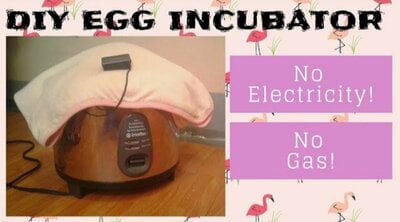 Homemade Egg Incubator - No Gas! No Electricity!