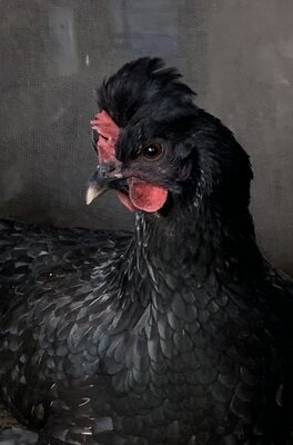 VplusSingle_pullet2.JPG