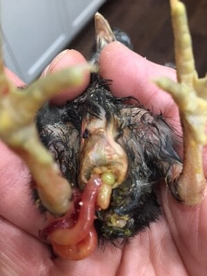 intestines hanging out!!!!! need help | BackYard Chickens - Learn How to  Raise Chickens