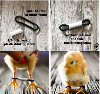 fix-splayed-baby-chick-legs-with-hair-band-and-straw.jpg