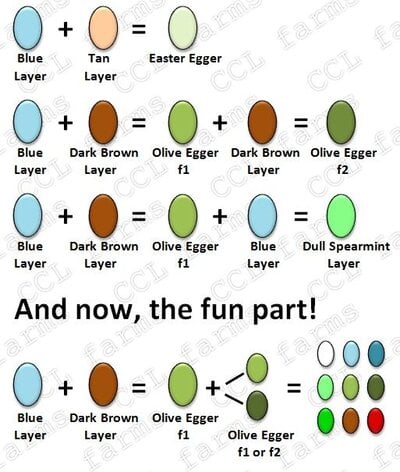 Eggs 2.jpg