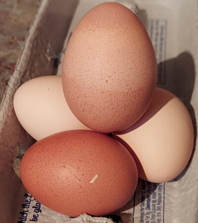 Set up these eggs in the house exactly how I found them in the nest box.jpg