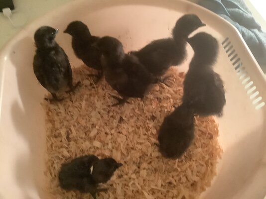 Pavlovskaya, Deathlayer and cemani chicks | BackYard Chickens - Learn