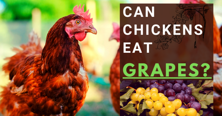 Can Chickens Eat Grapes? All You Need To Know